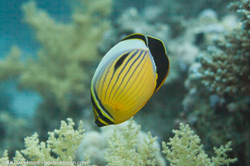 BD-150223-Sharm-6478-Chaetodon-austriacus.-Rüppell.-1836-[Blacktail-butterflyfish].jpg